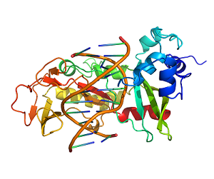 Researchers Reveal Sau3AI Represents a New Subclass of Type IIE Restriction Enzymes by Studying its Crystal Structure
