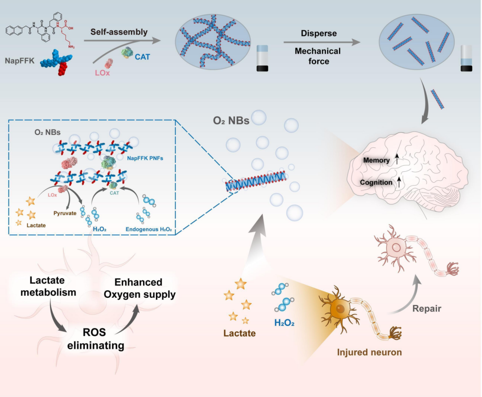 Researchers Propose a Dynamic Formation Mechanism of Enzymatic Nanobubbles for Nerve Injury Treatment